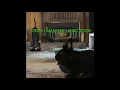Nala bunny exploring the living room