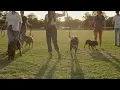 Tomlinson s Rescue Dogs of Austin