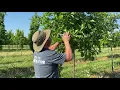 Pruning Oaks
