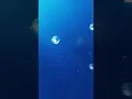 Sea jellyfish