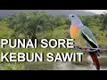 Download Lagu pikat punai sore di kebun