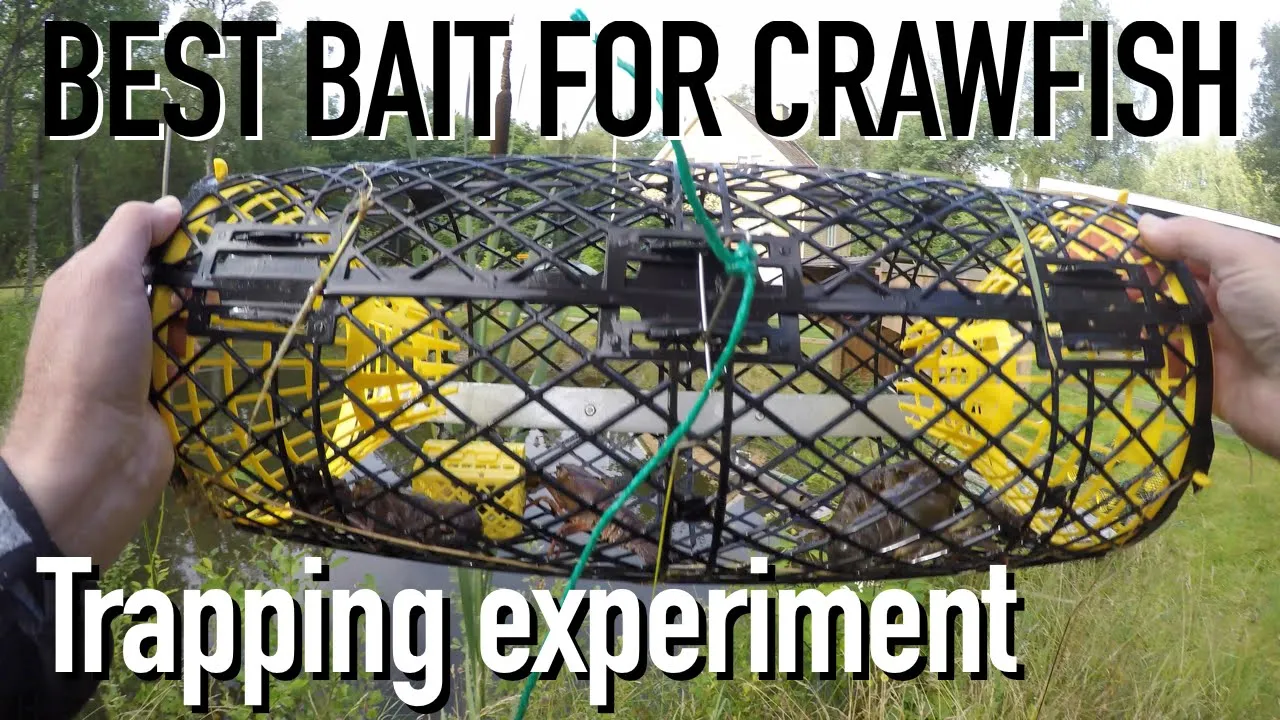 Best Bait to Catch Crawfish/Crayfish - Bästa betet till Kräftfiske stor test!