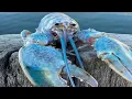 Download Lagu Blue Lobster Jumpscare (SCARY!)