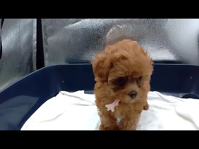 動画