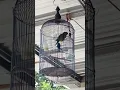 Suara berisik burung perkici Timor/olive headed lorykeet