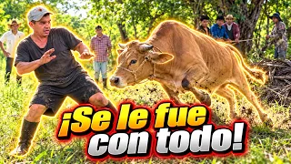 OMG! Mira como esta Vaca Puso a Temblar al CHERO