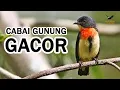 Download Lagu BURUNG CABAI GUNUNG GACOR COCOK BUAT MASTERAN ATAU PANCINGAN BAHAN