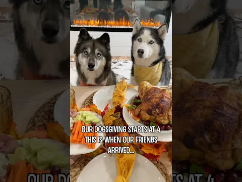My huskies invited their friends for Thanksgiving! 😅