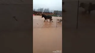 غنم مسرب حسين ضاهر  غنم مسرب حسين ضاهر