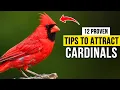 12 PROVEN Tips to Attract Cardinals to Your Yard