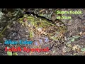 Download Lagu Suara Kodok Sawah pada Malam Hari