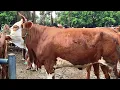Download Lagu 13.800 Seminggu Lagi Beranak !! Babon Hamil Tua Harga Murah Meriah !! Pasar Sapi Tuban