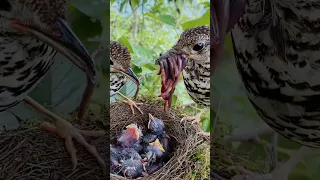Review Bird In Nests Birds Wildbirdphotography Birdhomes Birdslover Birdhouses Nature 