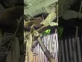 Download Lagu Amazing animals at Denver Colorado zoo #viralvideo #animals #wildlife #denver #colorado #🇺🇸🇺🇸