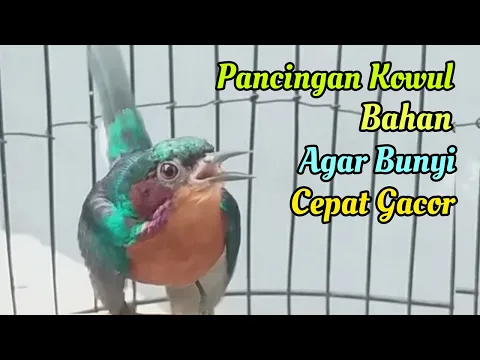 Download MP3 Pancingan Kolibri Wulung (Kowul) Bahan Agar Bunyi dan Cepat Gacor || Situs Kicau