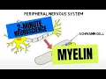 2-Minute Neuroscience Myelin