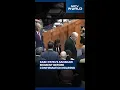 US Senate Hearing Kashyap Patel Touches Parents Feet Before His Confirmation FBI Director Kash