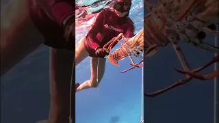 Bahamian minced lobster catch & cook. Check out my latest video for full version! #sailing