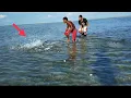 Download Lagu Berburu Ratusan ikan baronang di samping rumah Pace ini 👇
