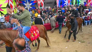 خيل وخيالة   رقص خيل على أنغام مزمار صعيدي   تيسير أبو سويرح   عازف الاورج عبود دحلان دندنها