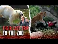 The Deadliest Zoo Attacks: When Animals Bite Back