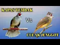 Download Lagu Kapas tembak vs cucak jenggot suara jernih