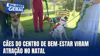 Cães do Centro de Bem-Estar Animal participam do Desfile de Natal em Joinville