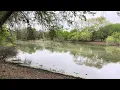 Relaxing By the pond