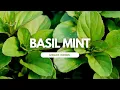 Download Lagu Introducing: Basil Mint