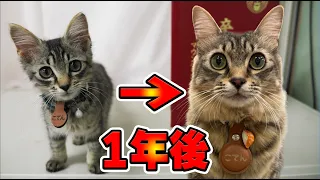 学校に迷い込んで1年が経った猫、よく喋るようになる【1才】