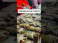 Download Lagu pasar penjualan ikan arwana konsumsi #arwana #animals
