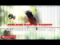 Download Lagu KONIN GACOR FULL ISIAN SIRI SIRI BABLAS PLATUK SAMPIT NGEBREN NGECER BAJING LIAR UNTUK MASTERAN