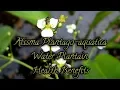 #BotanyVlog Facts and Health Benefits of Water Plantain (Alisma plantago aquatica)