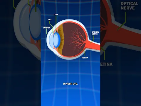 Scientists Are Turning Your Organs Young Again