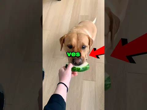 Nunca le des un pequeño bocado a tu perro 😱😳 #shorts