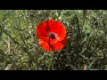 Corn Poppy