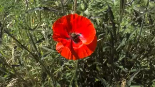 Corn Poppy