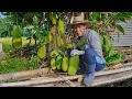 Download Lagu Memetik Nangka Muda di Kebun | Bikin Gudeg, Sambal Goreng Krecek, Telur Ayam Bacem | Kampung Halaman