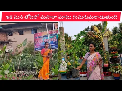 Download MP3 తియ్యటి స్టార్ ఫ్రూట్, బిర్యానీ ఆకు, మిరియాలు,#మాబుజ్జితోటఛానల్