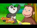 Download Lagu Cute Baby Pandas! 🐵 Full Episodes | Curious George