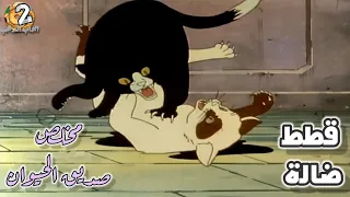 كرتون مخلص صديق الحيوان الحلقة 11 قطط ضالة بدون موسيقى HD 