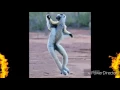 La La La animals