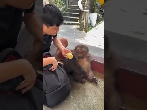 The Monkey Finally Recognized His Old Friend! ❤️