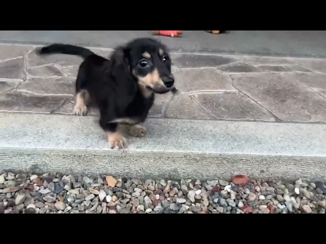 動画