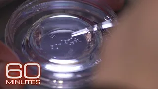 The ins and outs of egg freezing 60 Minutes Archive