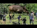 Download Lagu BIKIN MERINDING//SUASANA MENCEKAM DISAAT BABI HUTAN SRIGALA MUNCUL DIHADAPAN PARA PEMBURU ‼️