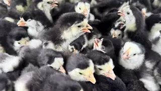 Tangkap Ayam, Tiny Black & White Chicks Making Funny Noises! | Murgi Ke Bacche | ChuChu video