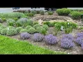What is the Difference Between the Different Nepetas Catmint