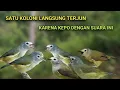 Download Lagu Suara Pikat Opior Jawa Terbaru Untuk Memikat Koloni Opior.