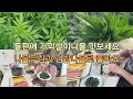 Download Lagu 들판에 가막살이 나물 아시나요? 미나리향이 나는 가막살이 나물 활용해 보세요 맛있어요